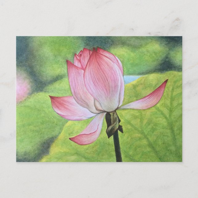 Rosa Lotus Postkarte (Vorderseite)