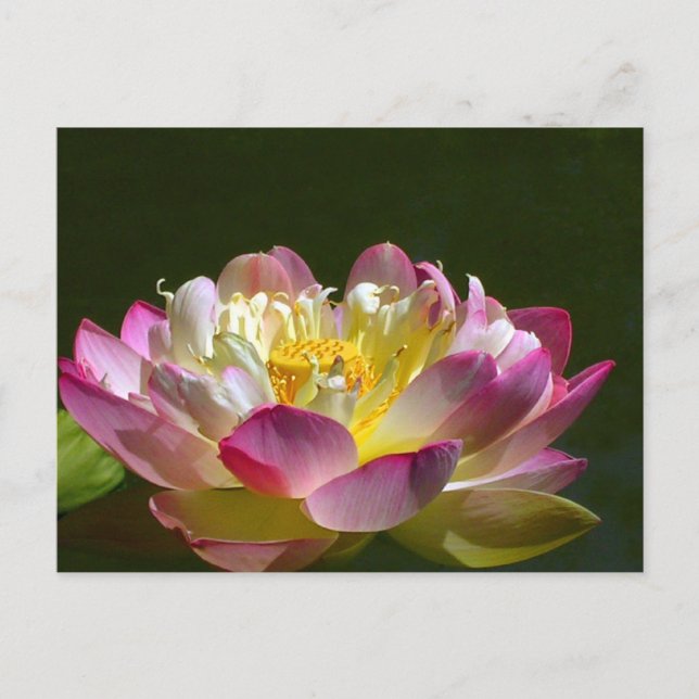 Rosa Lotus Postkarte (Vorderseite)