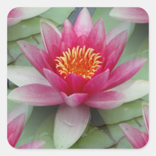 Rosa Lotus Quadratischer Aufkleber