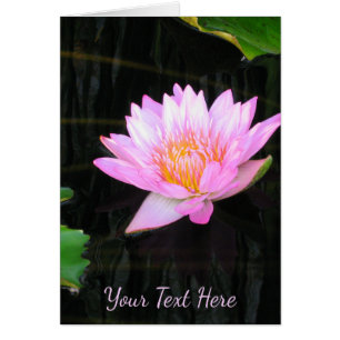 Rosa Lotus-Wasserlilie