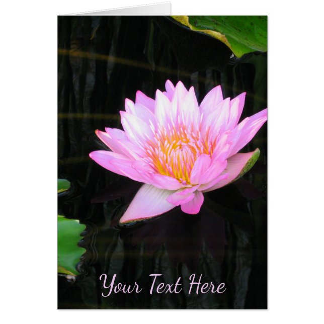Rosa Lotus-Wasserlilie (Vorne)