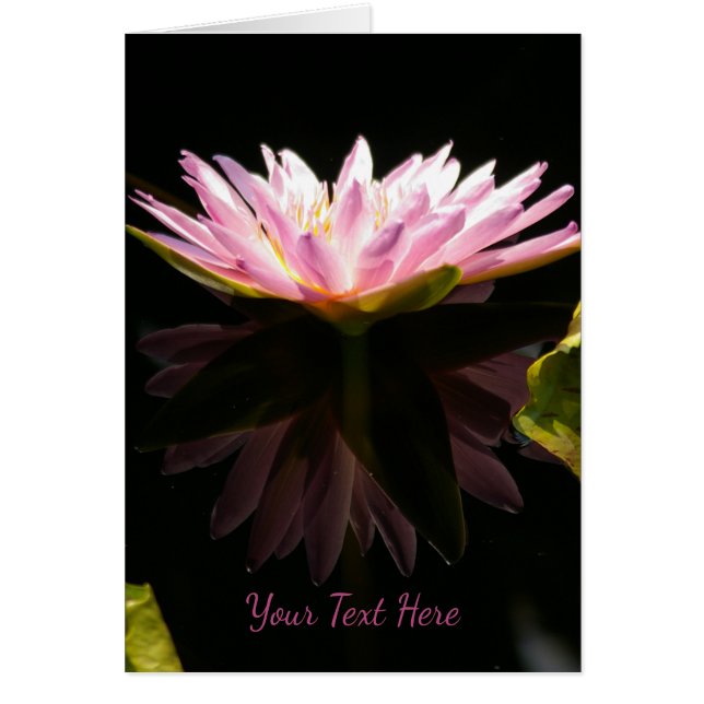 Rosa Lotus-Wasserlilie (Vorne)