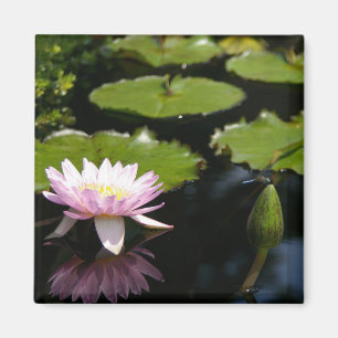 Rosa Lotus-Wasserlilie Dragonfly-Magnet Magnet