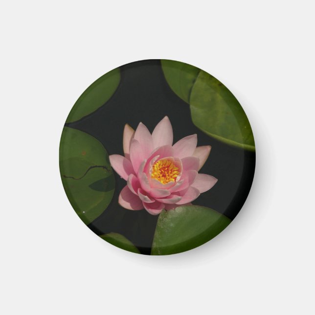 Rosa Lotus-Wasserlilie-Magnet Magnet (Vorne)