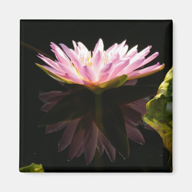 Rosa Lotus-Wasserlilie-Magnet Magnet (Vorne)