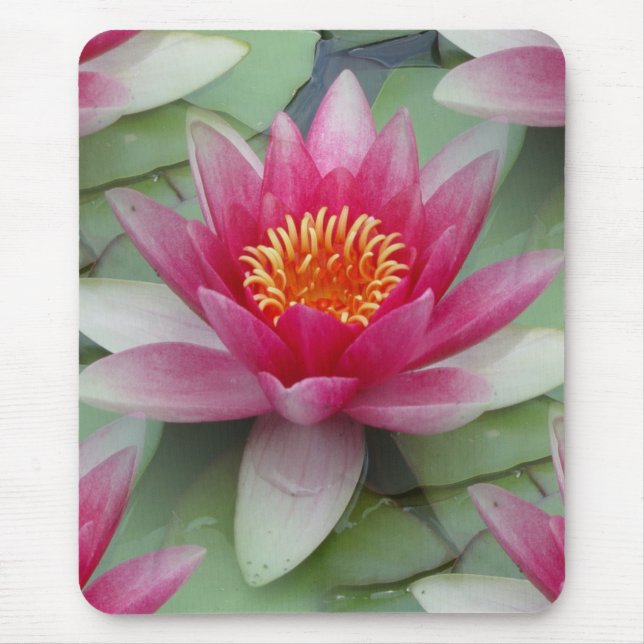 Rosa Lotus Wasserlilie Mousepad (Vorne)