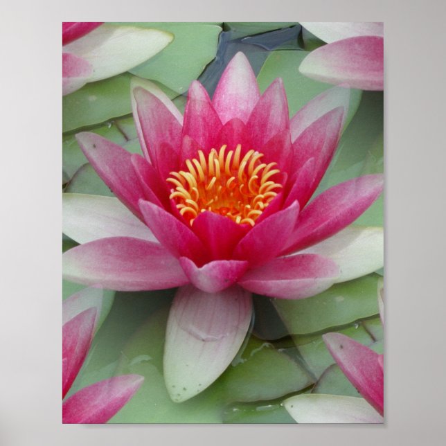 Rosa Lotus Wasserlilie Poster (Vorne)