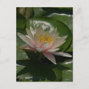 Rosa Lotus-Wasserlilie Postkarte