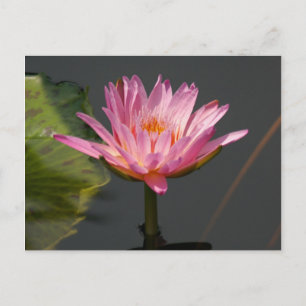 Rosa Lotus-Wasserlilie Postkarte