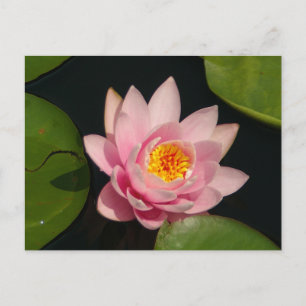 Rosa Lotus-Wasserlilie Postkarte