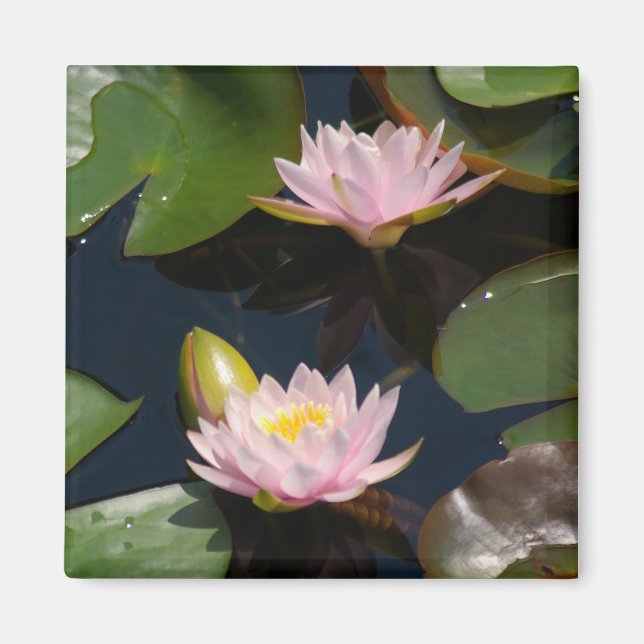 Rosa Lotus-Wasserlilien-Magnet Magnet (Vorne)