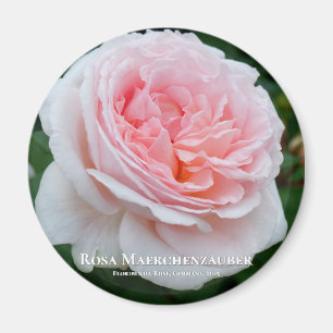Rosa Maerchenzauber Magnet
