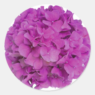 Rosa Magenta-Hydrangeas-Rose Runder Aufkleber
