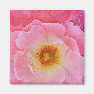 Rosa Magnet