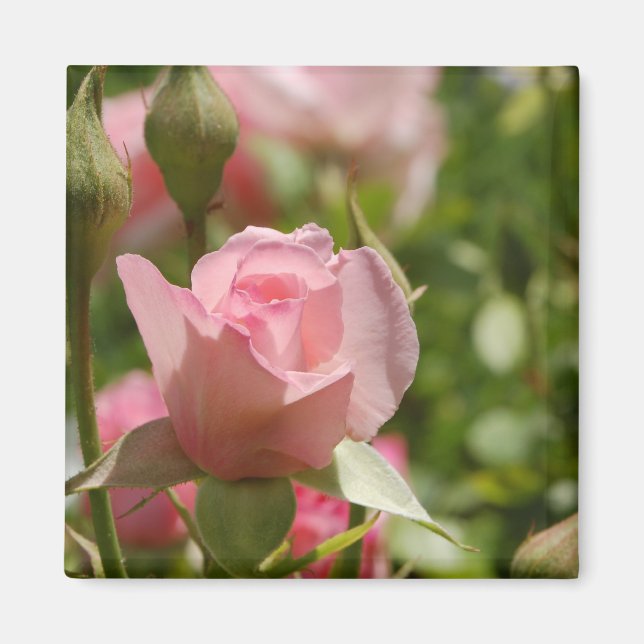 Rosa Magnet (Vorne)