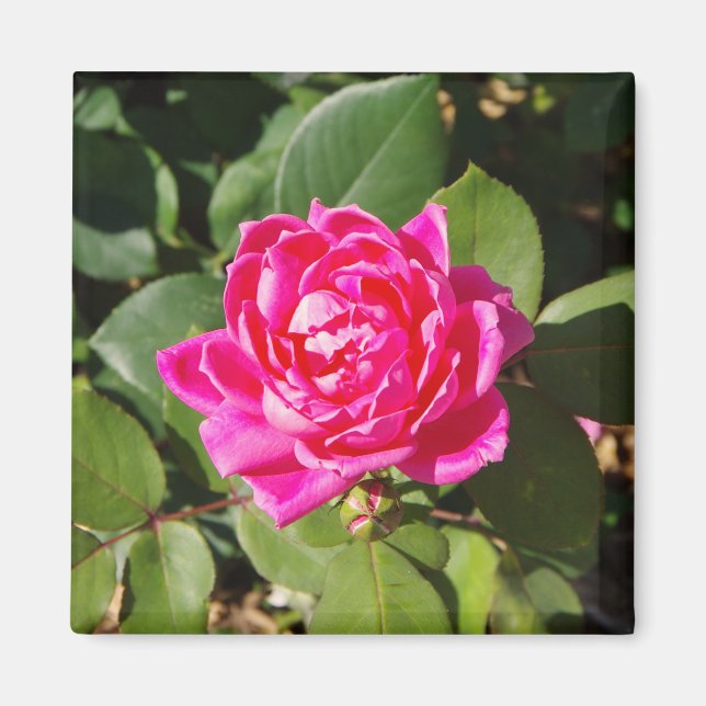 Rosa-Magnet Magnet (Vorne)