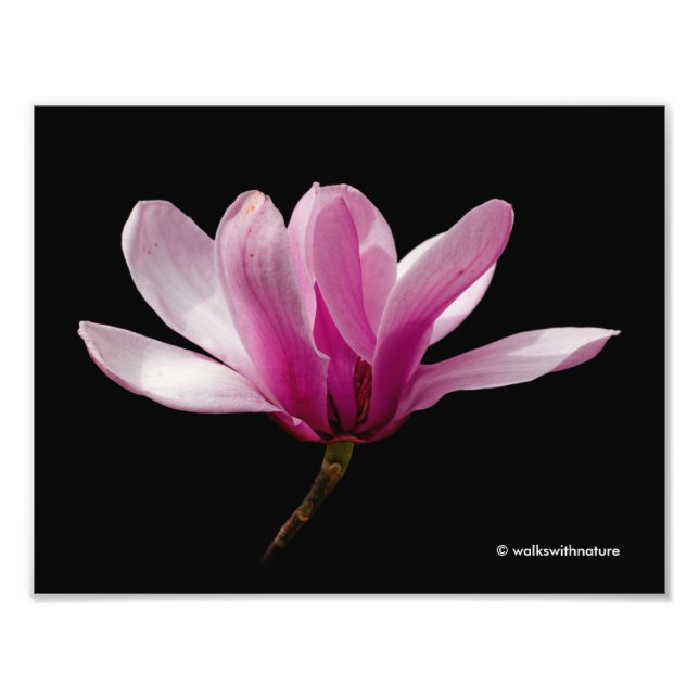 Rosa Magnolia auf schwarz Fotodruck (Vorne)