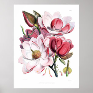 Rosa Magnolia-Blume drucken Poster