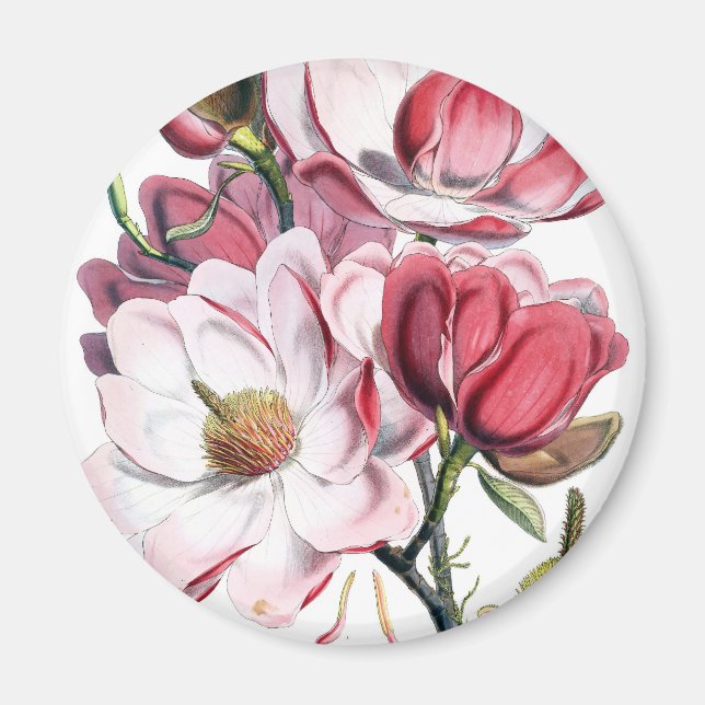 Rosa Magnolia-Blume Magnet (Vorne)