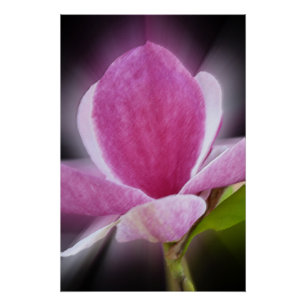 Rosa Magnolia-Blume Poster