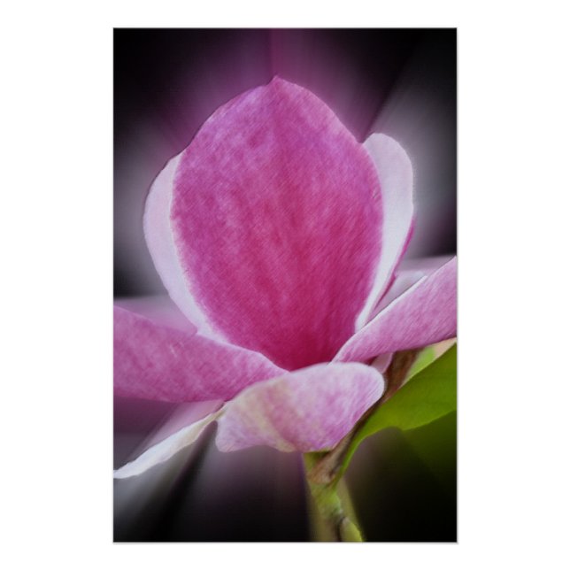 Rosa Magnolia-Blume Poster (Vorderseite)