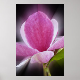 Rosa Magnolia-Blume Poster