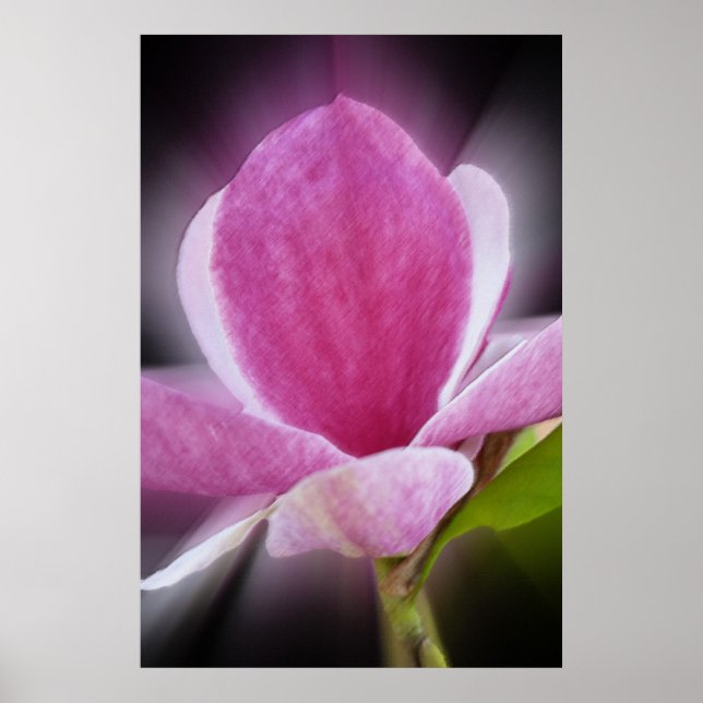 Rosa Magnolia-Blume Poster (Vorne)