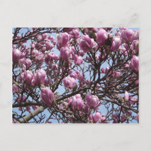 Rosa Magnolia Blume Postkarte