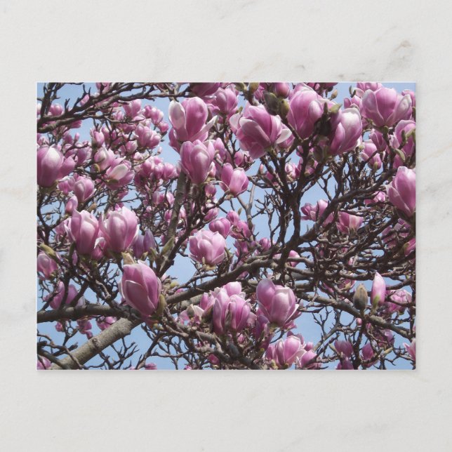 Rosa Magnolia Blume Postkarte (Vorderseite)