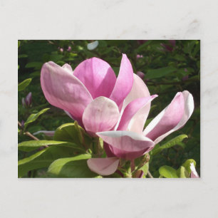 Rosa Magnolia Blume Postkarte