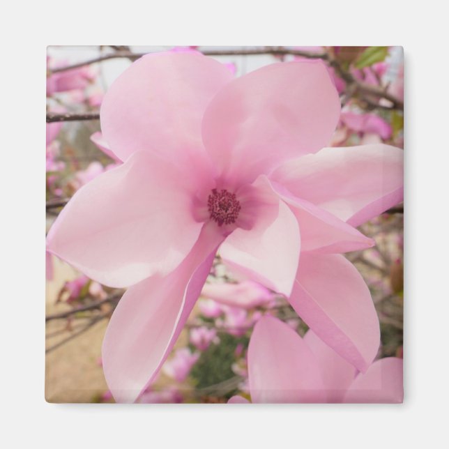 Rosa Magnolia Blume Square Magnet (Vorne)