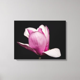 Rosa Magnolia Blütenschwarz Hintergrund Leinwanddruck