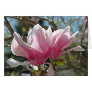 Rosa Magnolie blüht Blumen-Fotografie-Karte