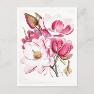Rosa Magnolie Vintage Botanische Postkarte