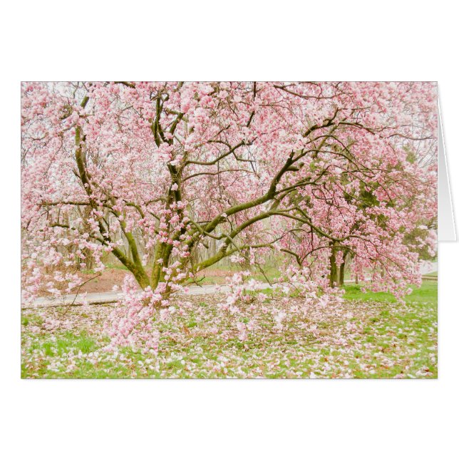 Rosa Magnolien-Baum (Vorderseite (Horizontal))