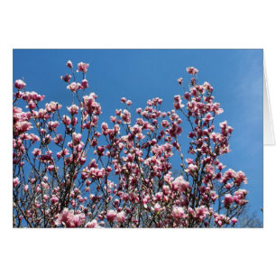 Rosa Magnolienblüten Blaue Himmel Notizkarte