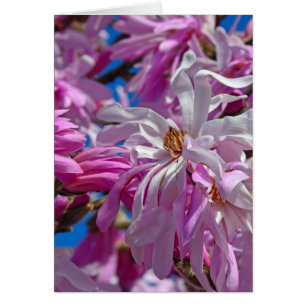 Rosa magnolische Blume