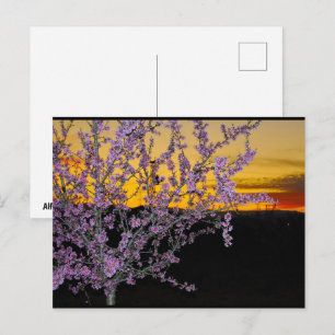 Rosa Mandelblüte im gelben Himmel Postkarte