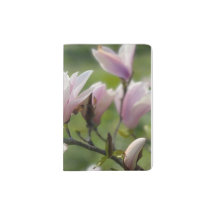 Rosa Mangolia-Blume 
