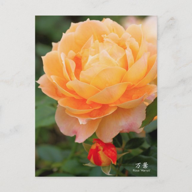 Rosa‘Manyo’（万葉）：Postcard Postkarte (Vorderseite)
