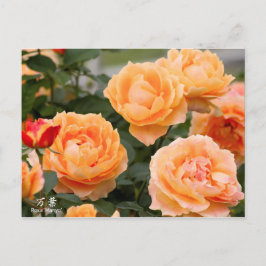 Rosa‘Manyo’(万葉):Postcard Postkarte