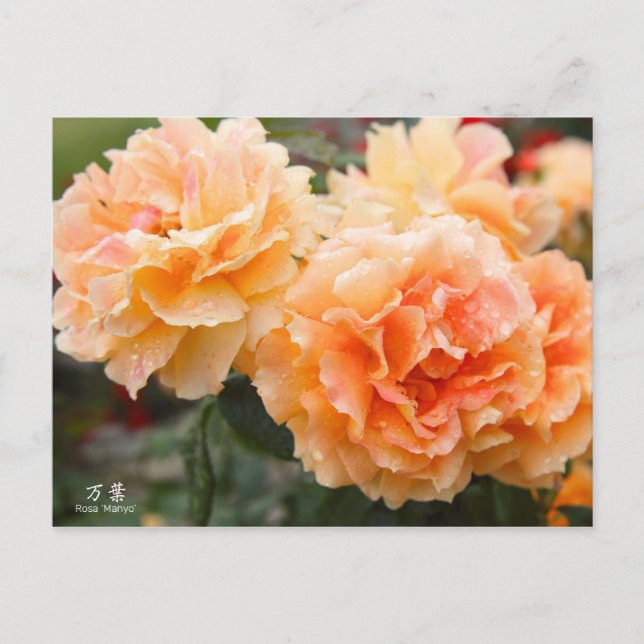 Rosa‘Manyo’（万葉）：Postcard Postkarte (Vorderseite)