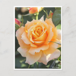 Rosa"Manyo"(万 葉) Postkarte