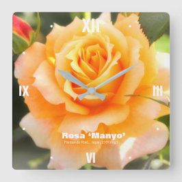 Rosa ‘Manyo’:Acrylic Wall Clock Quadratische Wanduhr