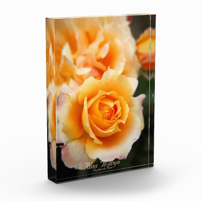 Rosa ‘Manyo’：Photo Block (Links)