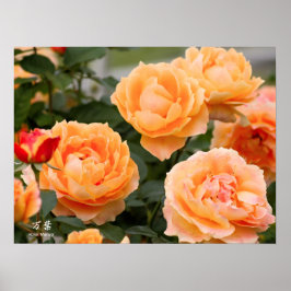 Rosa ‘Manyo’:Poster Poster