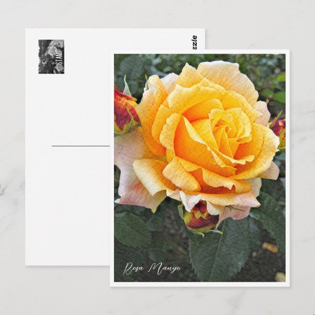 Rosa Manyo Postkarte (Vorne/Hinten)