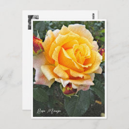 Rosa Manyo Postkarte