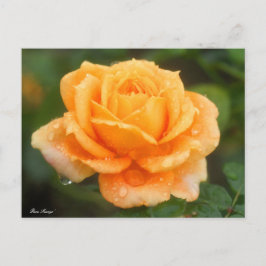 Rosa "Manyo":Postkarte Postkarte