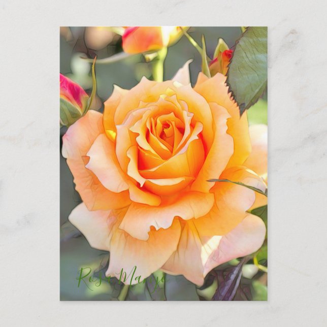 Rosa "Manyo" [Postkarte] Postkarte (Vorderseite)